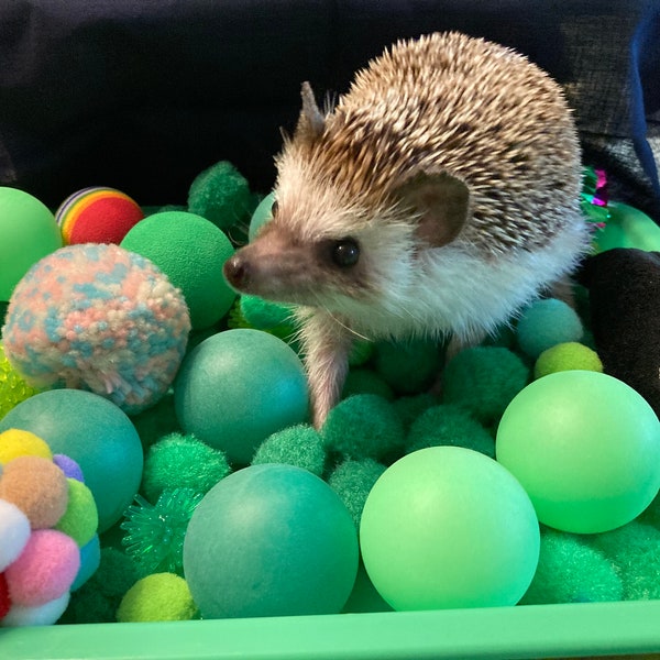 Hedgehog Dig Box and Filler - Variety of Colors - Forage Box, Ping Pong Balls, Pom Poms, Felt Shapes, Jingle Ball, Crinkle Ball