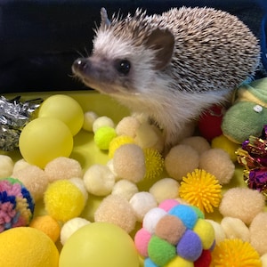 Hedgehog Dig Box and Filler - Variety of Colors - Forage Box,  Ping Pong Balls, Pom Poms, Felt Shapes, Crinkle Ball