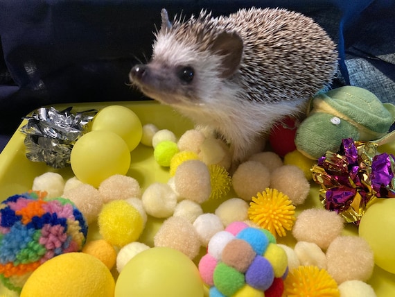 Hedgehog Dig Box and Filler - Variety of Colors - Forage Box, Ping