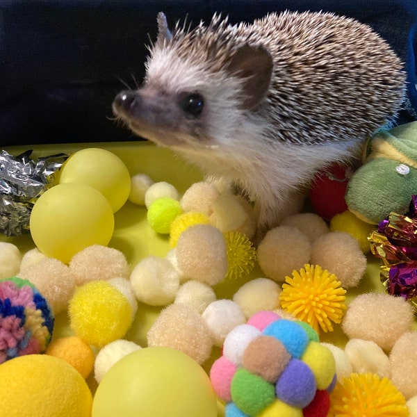 Hedgehog Dig Box and Filler - Variety of Colors - Forage Box,  Ping Pong Balls, Pom Poms, Felt Shapes, Jingle Ball, Crinkle Ball
