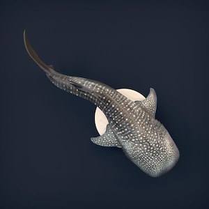 Walhai - Unbemalt - Animal Den Miniatures - 3D Resin Gedruckt