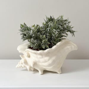 Può includere: Vaso di ceramica bianco a forma di conchiglia con una pianta verde a foglie al suo interno. Il vaso ha una superficie testurizzata.