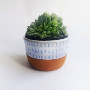 May include: A small terracotta pot with a white glaze and a blue raindrop pattern. The pot is filled with a green succulent plant.