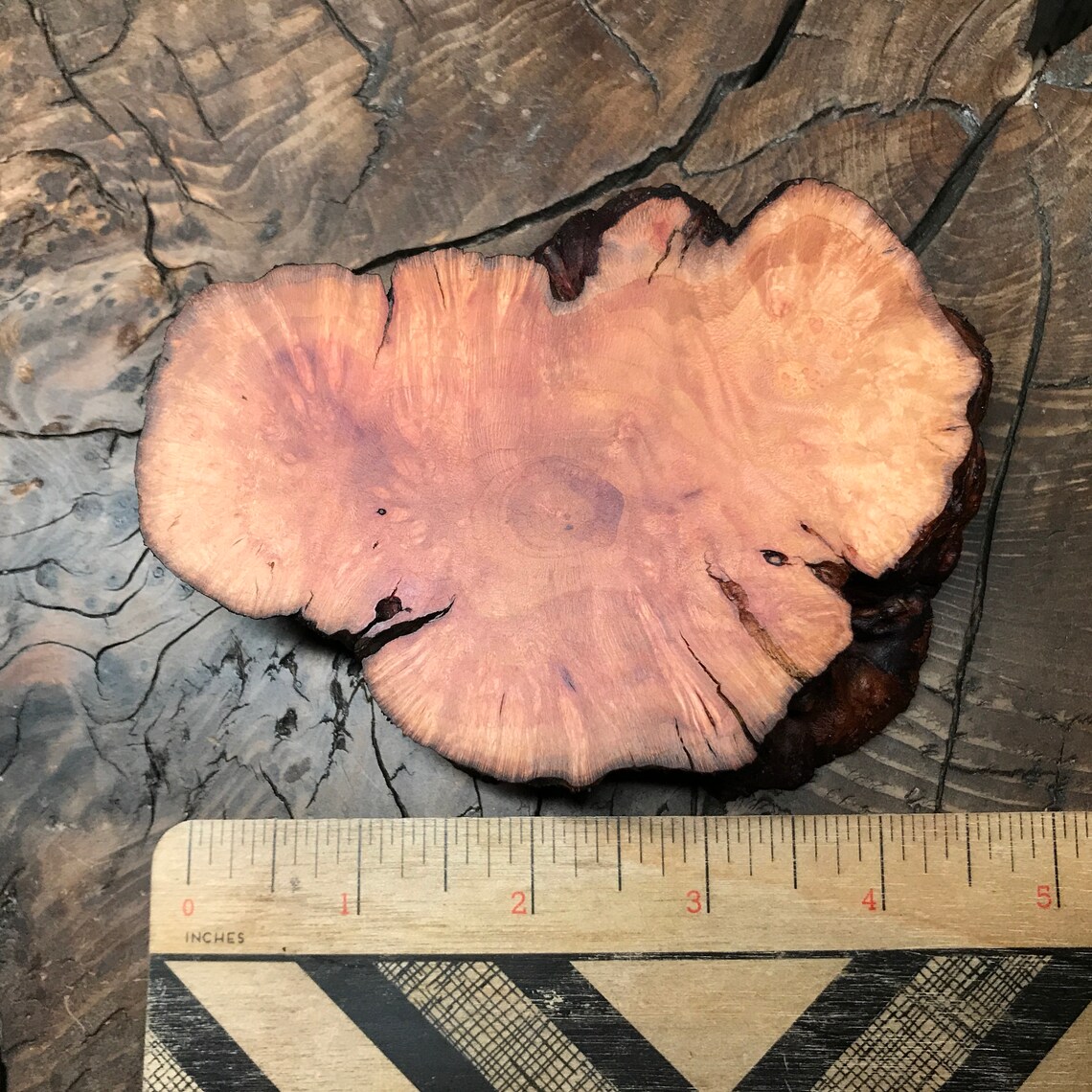 Finished Manzanita Root Burl PieceBurl Display Etsy