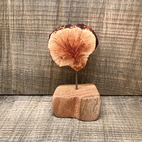 Manzanita Root Burl Accent Piecemountain Seashellroot Burl Etsy