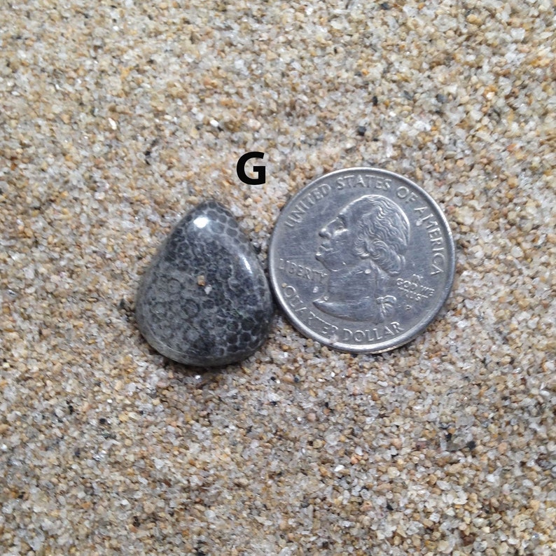 Black Fossil Cabochon Mix Shapes /& Sizes coral Cabochons Natural Black Fossil coral Gemstone High Grade Black Fossil coral Loose stone