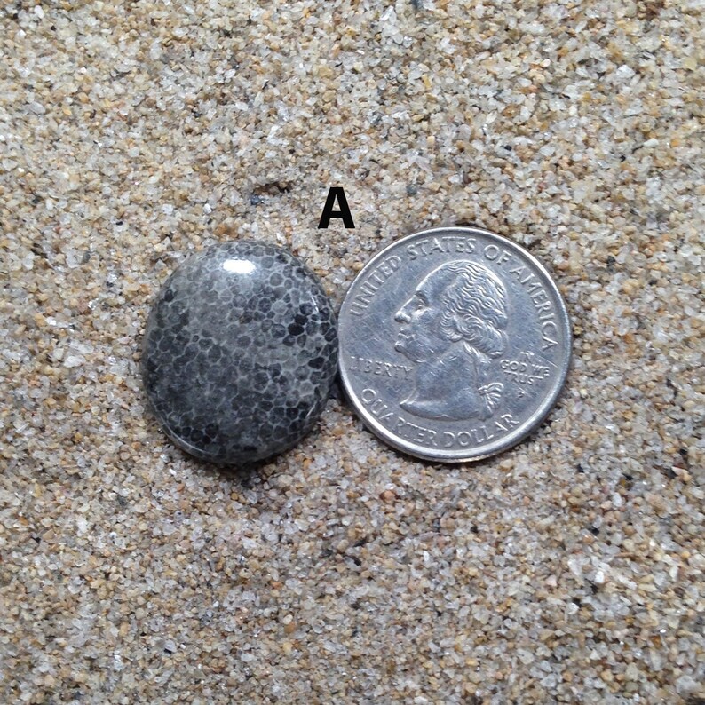 Black Fossil Cabochon Mix Shapes /& Sizes coral Cabochons Natural Black Fossil coral Gemstone High Grade Black Fossil coral Loose stone