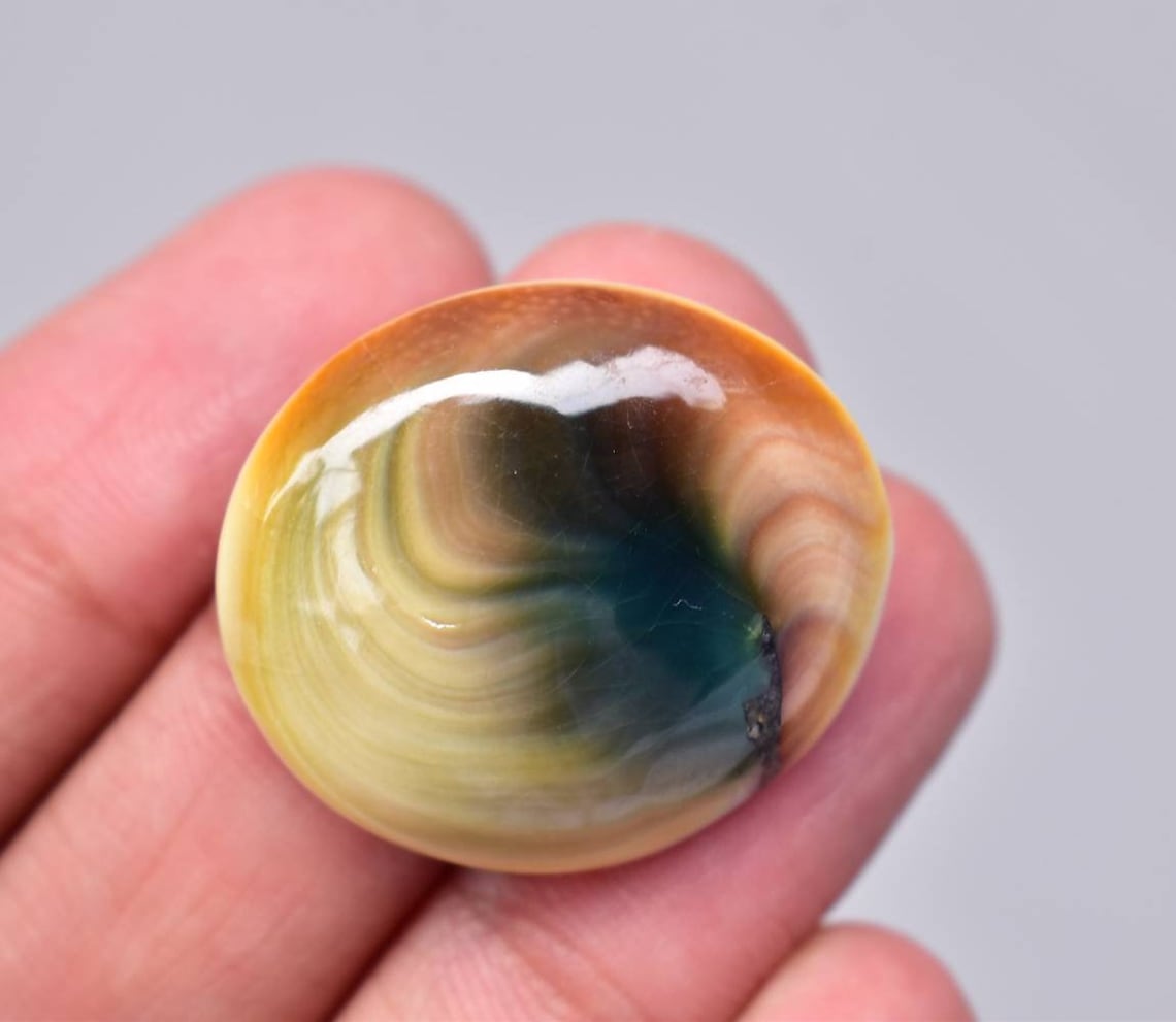 Operculum shell meaning