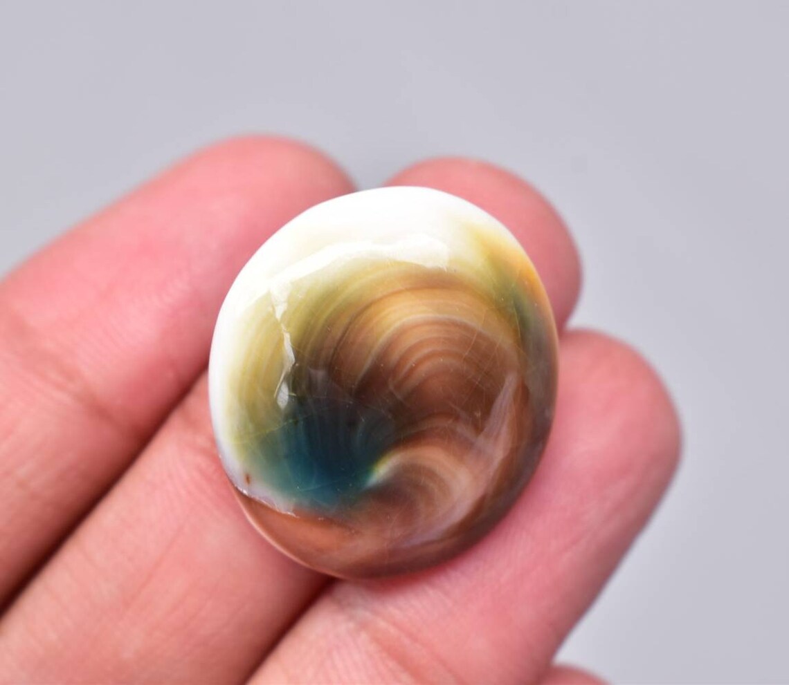 Operculum Shell Cabochon Operculum Shell Gemstone Oval | Etsy