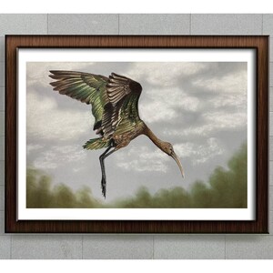 Ibis Illustration Art Print