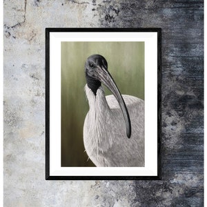 Ibis Illustration Art Print