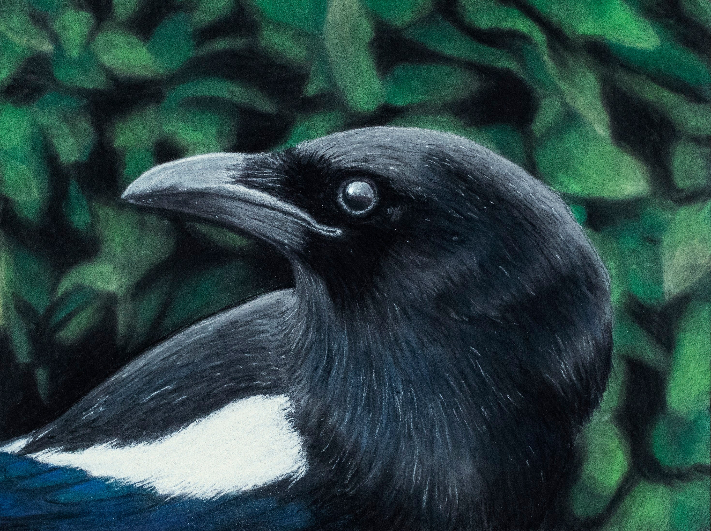 Magpie 2 Illustration Print Etsy
