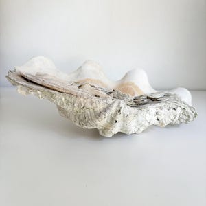 Oversized Clam Shell Specimen: 1970s Vintage Oceanic Decor
