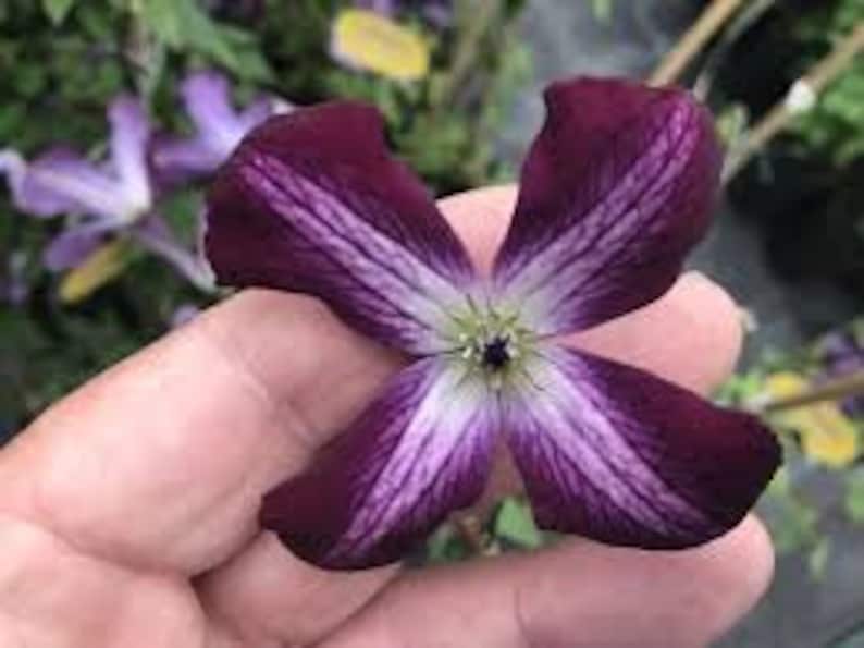 1 Clematis Viticella Walenburg Clematis Bulb Bonsai Flower Clematis Vines Bulbs Bonsai Flower Climbing Plants Electronics Accessories Parts Electrical Kromasol Com