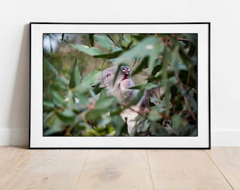 Koala Print, Koala Sanctuary, Koala Wall Art, Animal Print, Koala Photo, Animal Decor, Animal Art, Koala Bear Action Photography