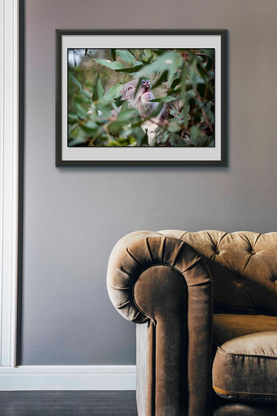 Koala Print Koala Sanctuary Koala Wall Art Animal Print Etsy