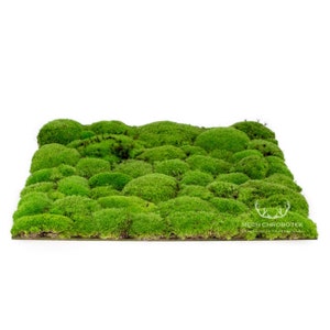 Moss wall Panel Wall with moss to size
