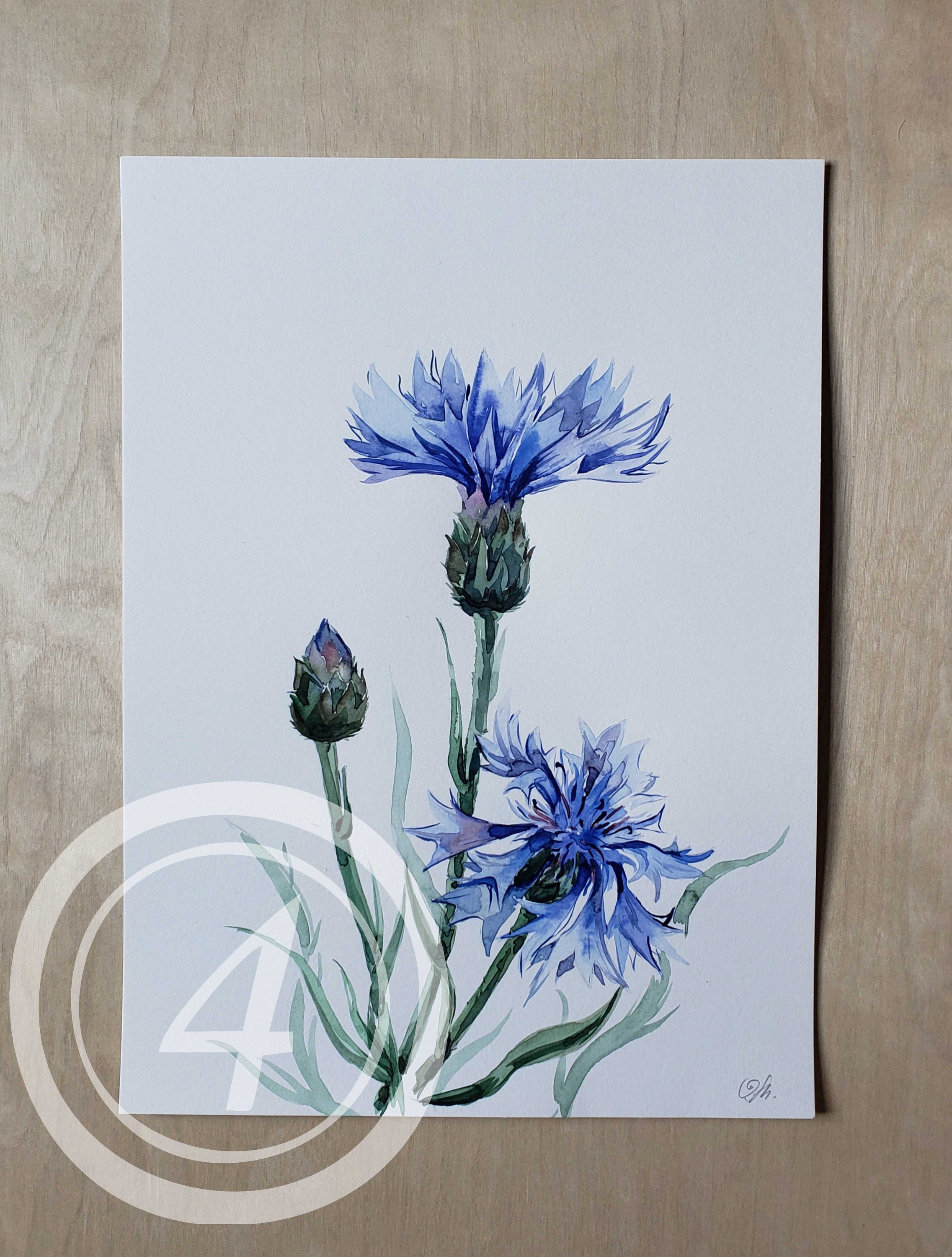 Cornflowers Original Watercolor Paintings Handmade Etsy
