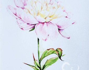 Peony Flower Original Watercolor Paintings Handmade