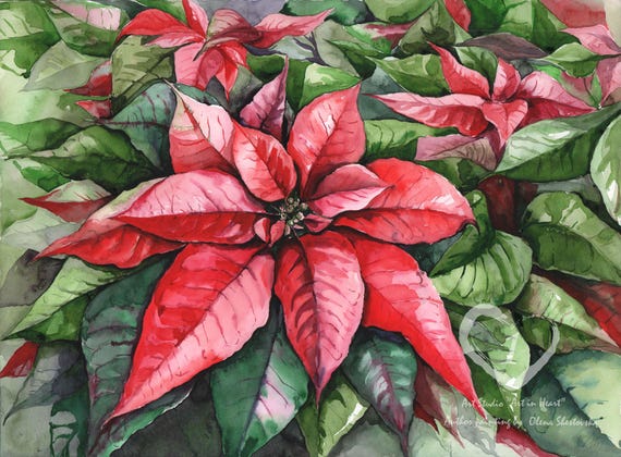 Weihnachtsstern Original Aquarell Gemlde Handgemacht 1115" - Etsy.de