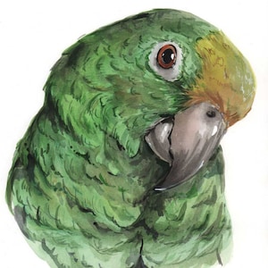 May include: Watercolor painting of a green parrot with a yellow head and brown eye. The parrot is facing to the right and its beak is closed.