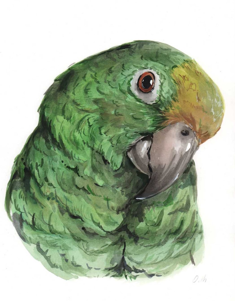 May include: Watercolor painting of a green parrot with a yellow head and brown eye. The parrot is facing to the right and its beak is closed.