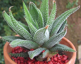 Haworthia Etsy