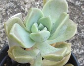 Sprouting Leaf Cutting Ghost Plant Graptopetalum Paraguayense. Succulent Plant. Devon plants, UK.