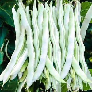 May include: A close-up shot of a bunch of fresh, white flat beans. The beans are a creamy white with delicate green lines. Green leaves form the background, giving a natural, organic feel to the image.