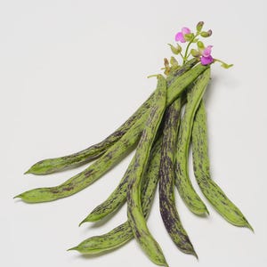 May include: A bunch of fresh green beans with purple markings, adorned with tiny pink flowers and buds. The beans are displayed against a white backdrop, emphasizing their vivid colours and textures. The image showcases the natural appeal of the produce.