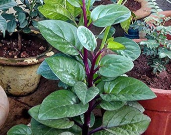 Épinards de Malabar, graines de légumes Convient pour le Canada. Économisez sur la livraison, achetez plus, payez moins