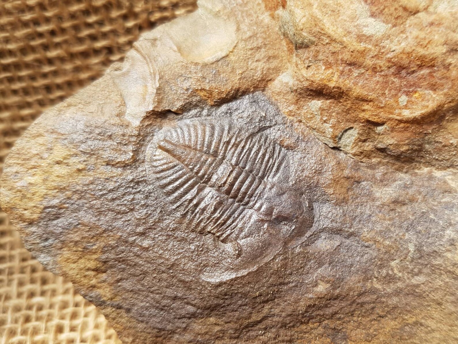 Ordovician Trilobite fossil collected in Wales. Approx 470 Etsy