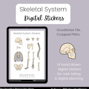Anatomia szkieletu Kości Czaszka Naklejki cyfrowe Anatomia Anatomia Naklejka cyfrowa Studium anatomii Fizjologia Pielęgniarstwo-studium Anatomia szkieletu człowieka