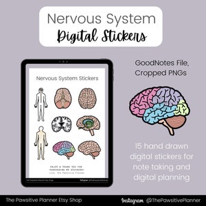 May include: Digital stickers for note taking and digital planning. The stickers feature illustrations of the nervous system, including the brain and spinal cord. The stickers are available in a GoodNotes file and as cropped PNGs.