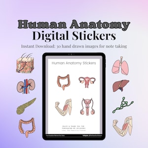 Human Anatomy Digital Stickers - anatomy drawings, human body stickers, medical sticker, biology stickers, nursing sticker