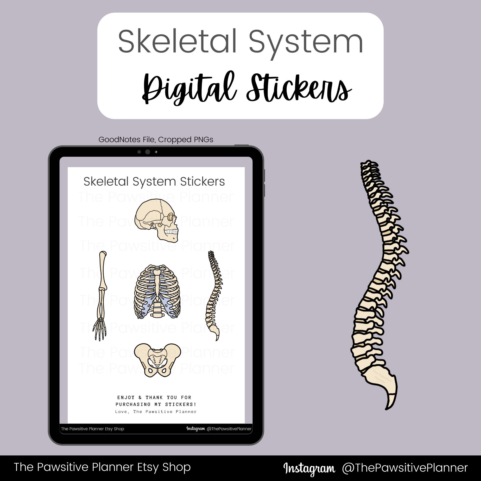 Skeletal System Sticker Skeletal Anatomy Digital Stickers, Nursing Study (goodnotes, PNG) - Etsy