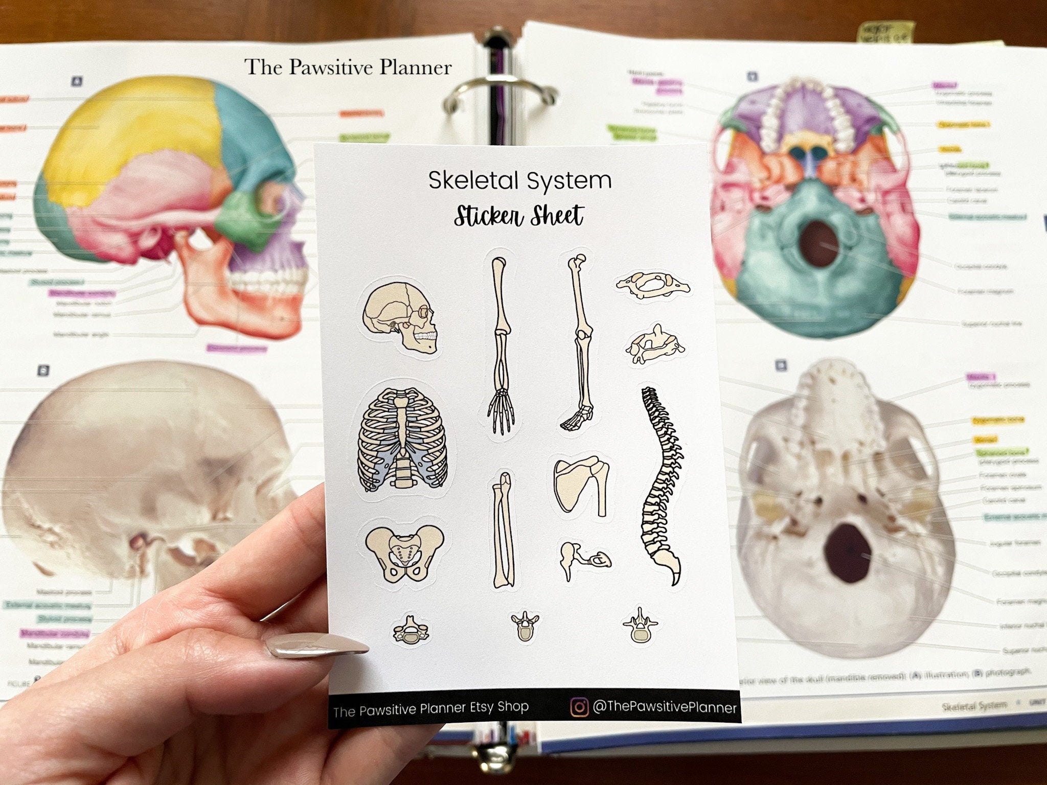 Skeletal System Sticker Skeletal System Sticker Sheet Skeleton Sticker Anatomy Planner Sticker ...