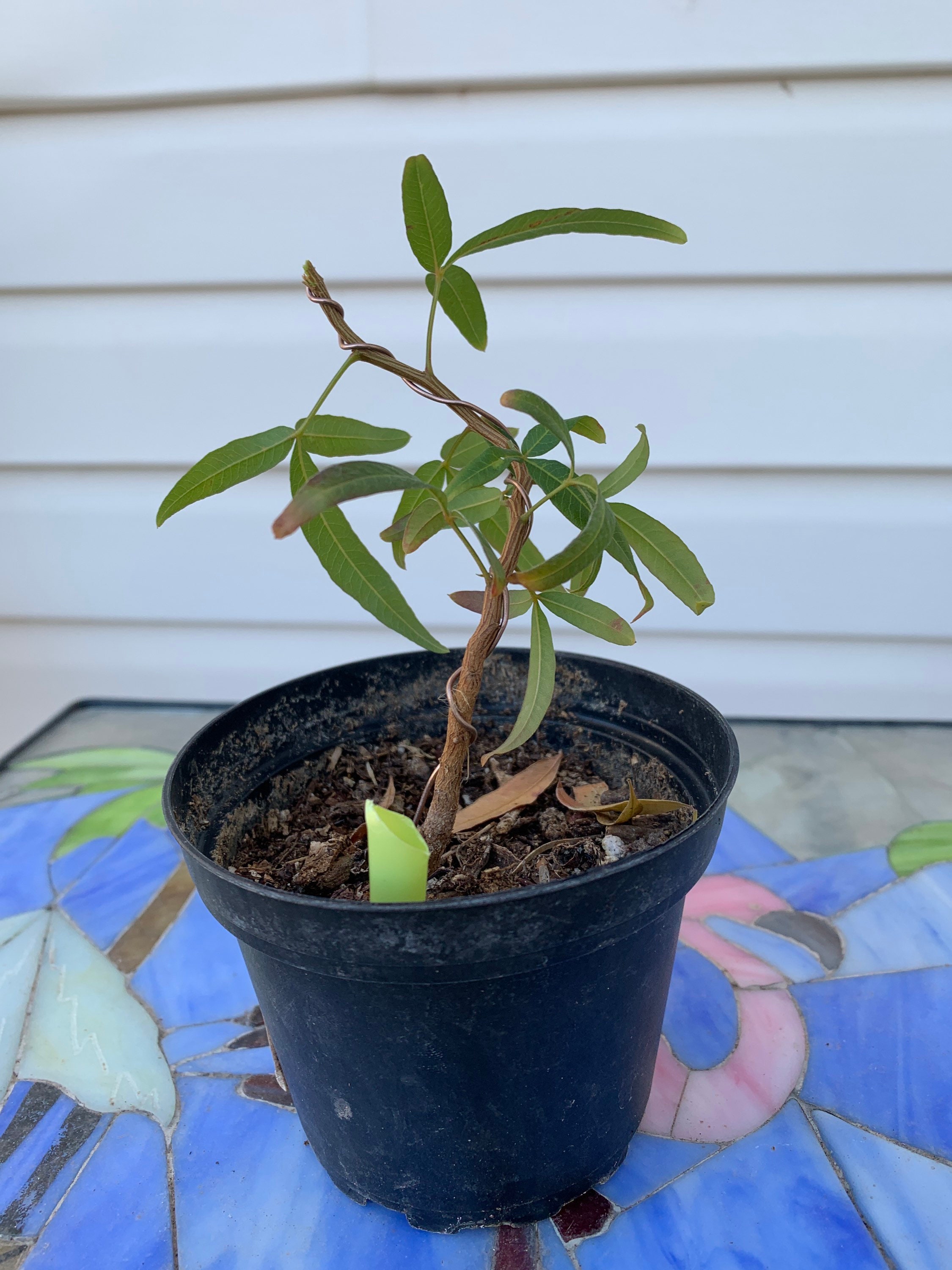 African Sumac prebonsai small plant 3 Etsy