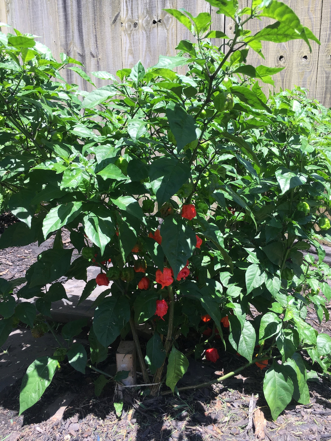 Carolina reaper scoville brandkesil