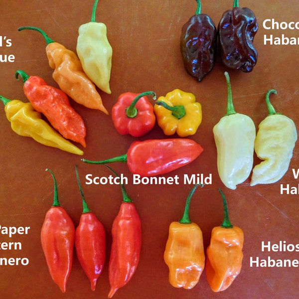 Hot Pepper Seeds - Habanero/Ghost/Devil's Tongue/Scotch Bonnet/Trinidad Scorpion/Carolina Reaper & More! - Grown in TN