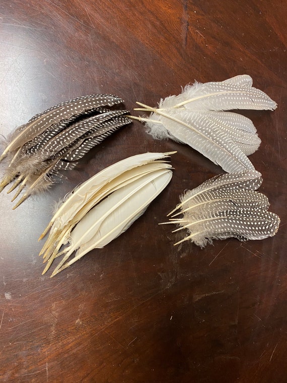 Guinea Fowl Wing Feathers Quills for Jewelry, Hats, Crafts 