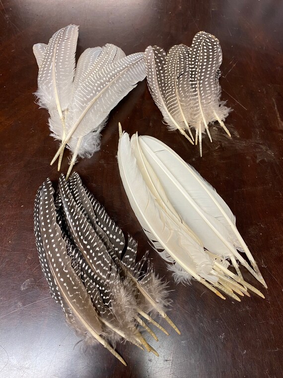 Guinea Fowl Wing Feathers Quills for Jewelry, Hats, Crafts 