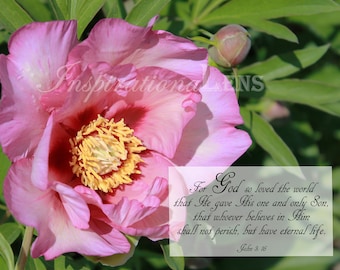 Scripture Wall Art Flower, Pink Peony, John 3: 16, Bible Verse Faith Pink Flower, Pink flower photos, Flower photos