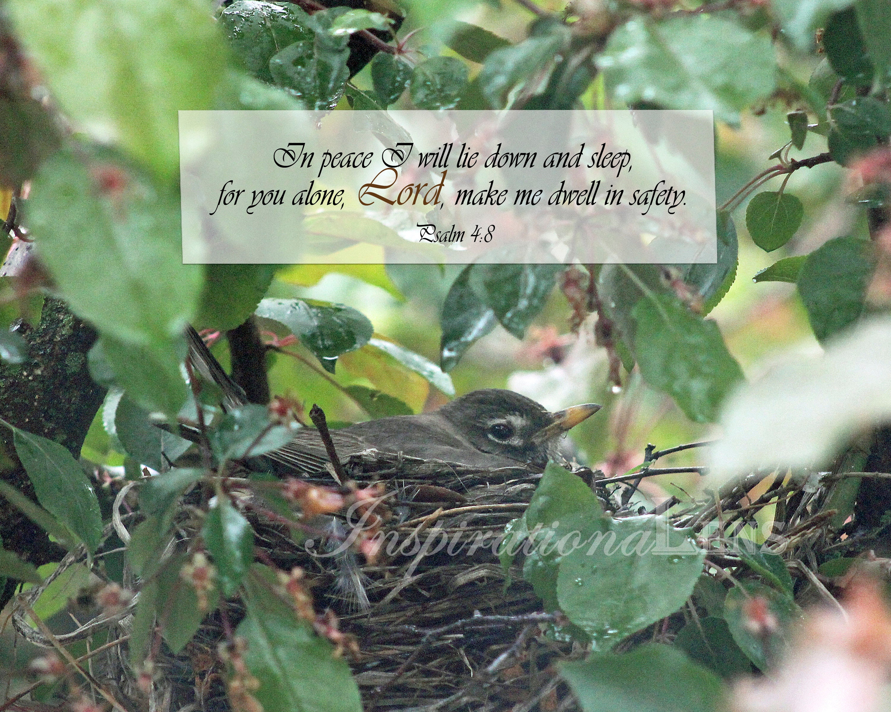 Bird nest bible verse