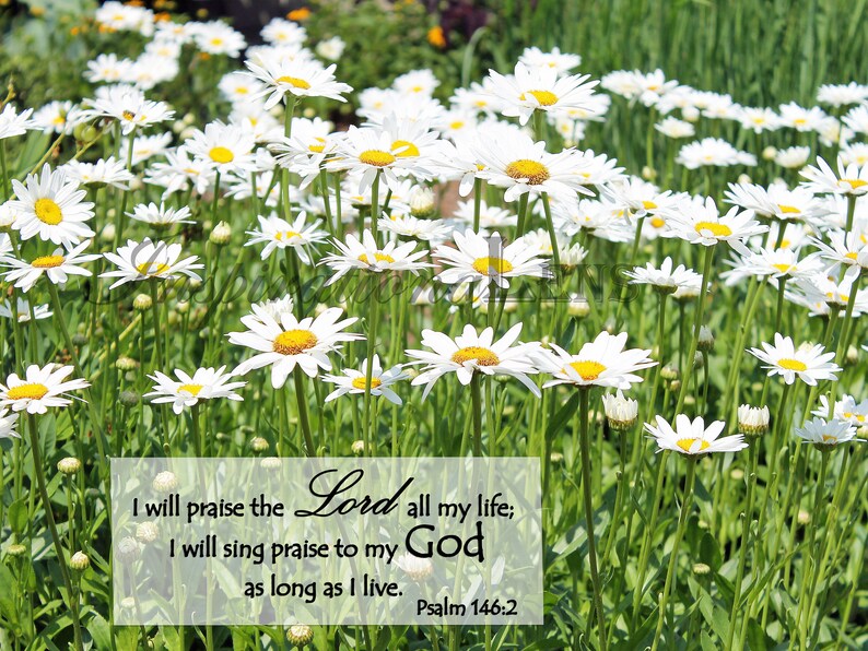 Scripture Wall Art Flower Photography, Cantigny Daisies, Psalm 146 2