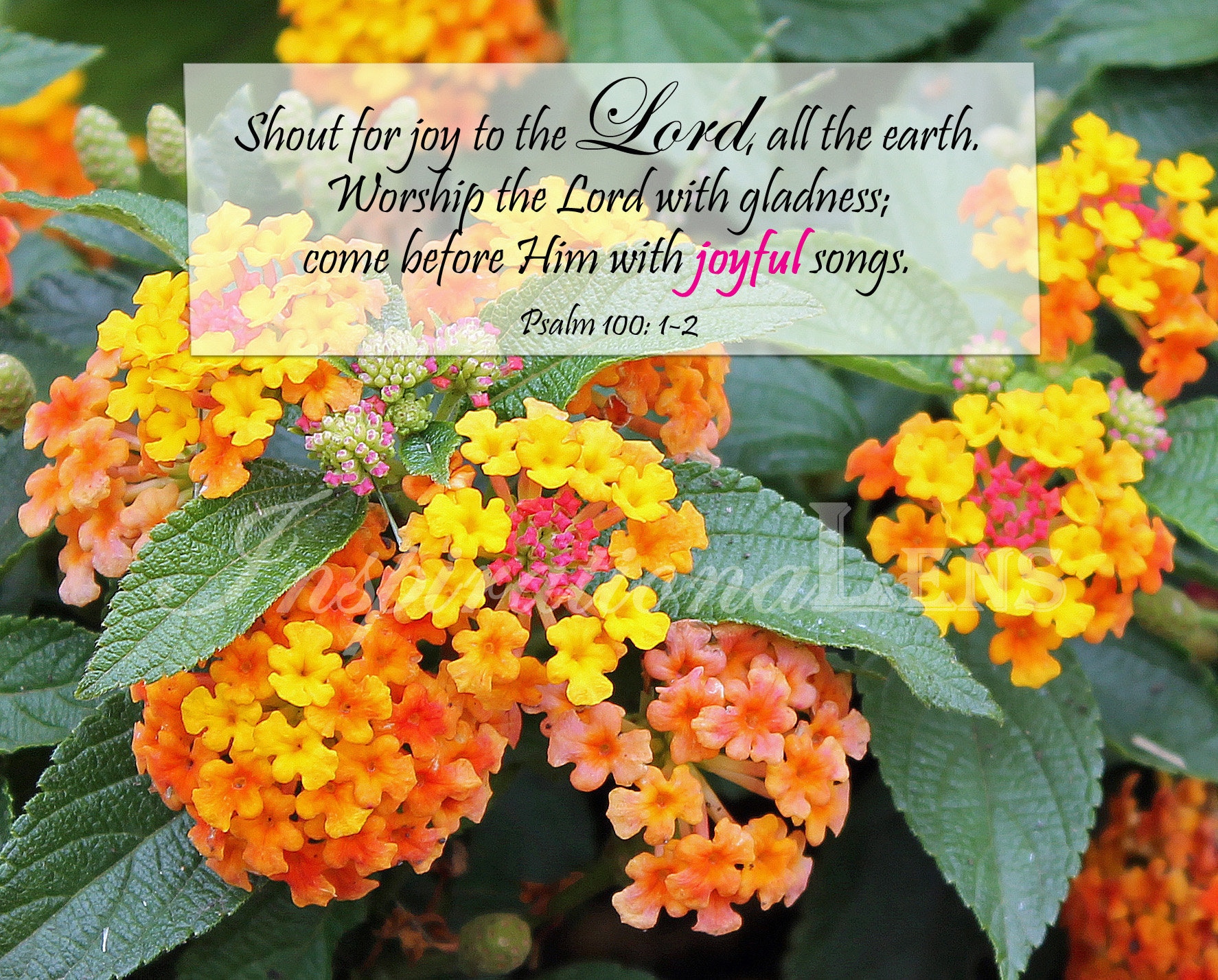 Scripture Wall Art Flowers Photography, Lantana's, Psalm 100 12