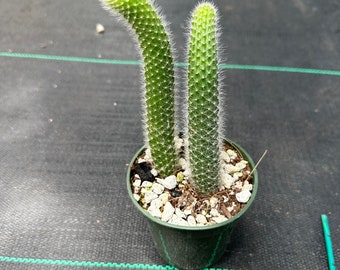 Monkey tail cactus— Cleistocactus/Hildewintera colademononis —fully rooted —growers choice