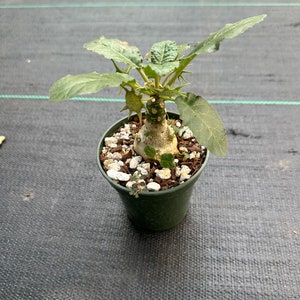 Dorstenia foetida ( rooted plant )