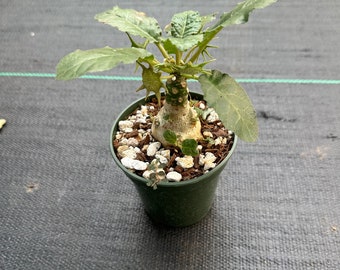 Dorstenia foetida ( rooted plant )