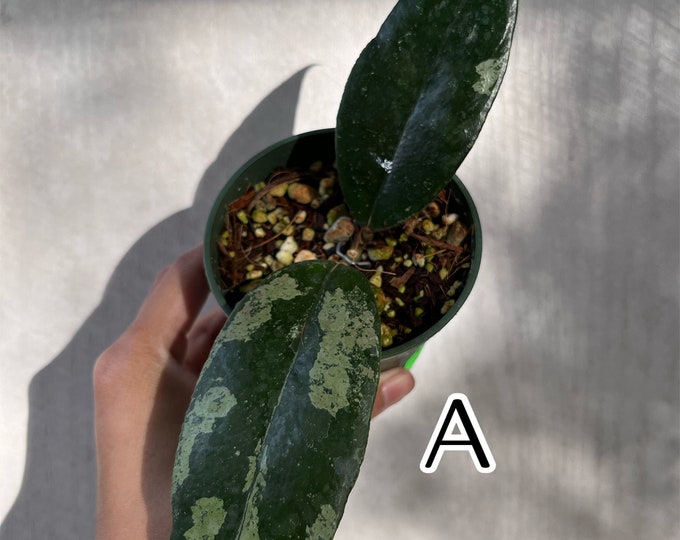Hoya Nap 03 ***exact Plant* - Etsy